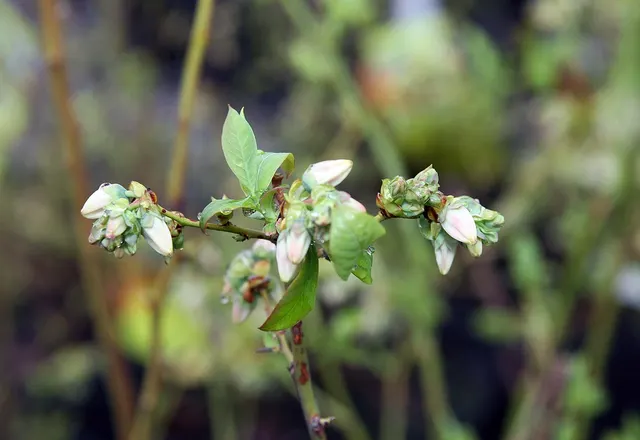Bluecrop as identified by the photo source.