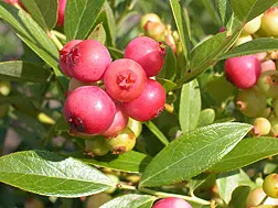 Pink Lemonade as identified by the photo source.