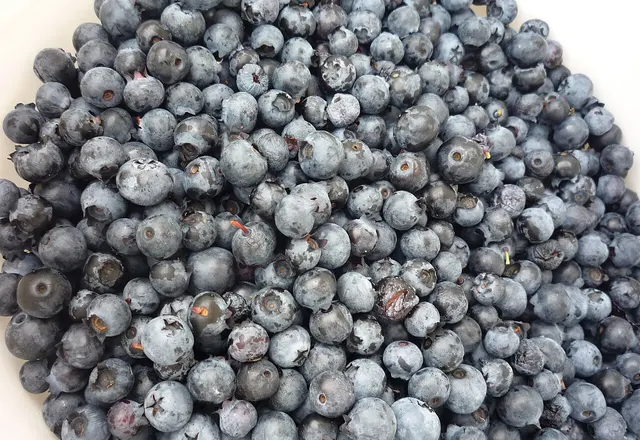 Blueberry reference photograph; the cultivar is not identified.