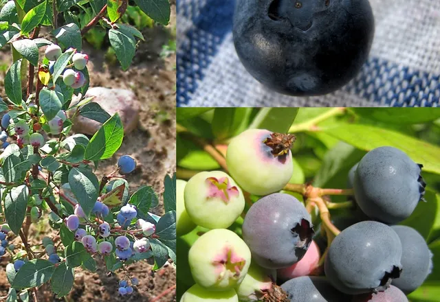 Blueberry reference photograph; the cultivar is not identified.