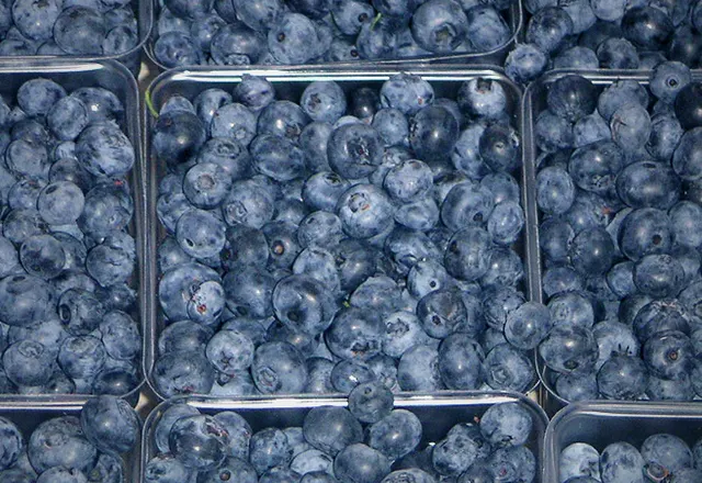 Blueberry reference photograph; the cultivar is not identified.