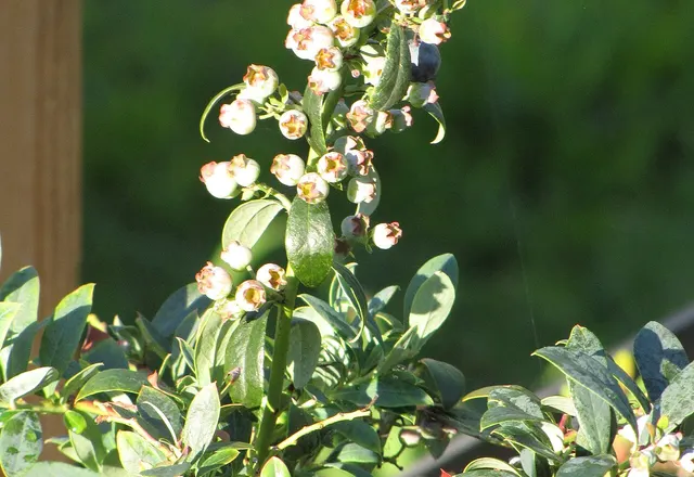 Source identifies this plant as “Sunshine”; not independently authenticated as Sunshine Blue.
