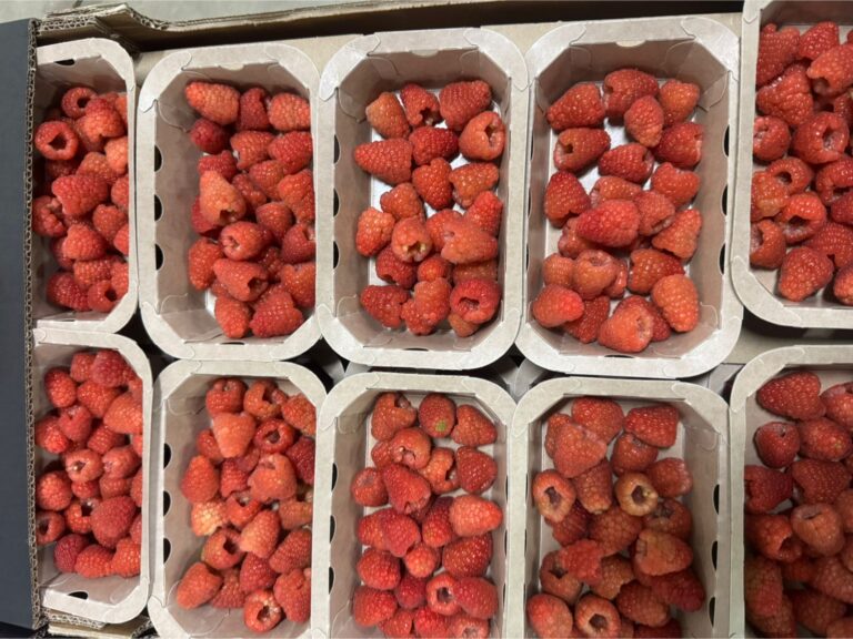 🇲🇦 How Morocco Became a Global Raspberry Export Leader in 2025